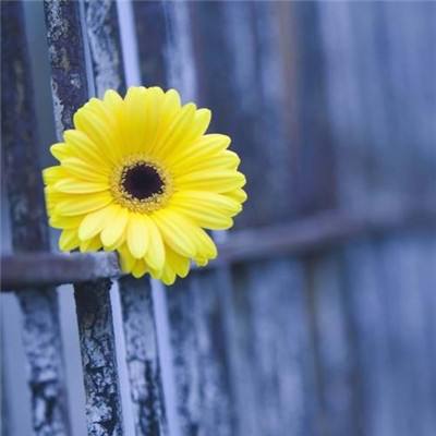 开云体云app下载手机版